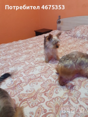  Мини Йорки йоркширски териер 4 кученца, снимка 18 - Йоркширски териер - 52770169