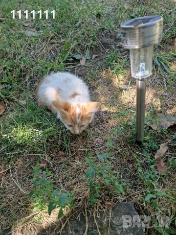 Подарявам малки котки, снимка 5 - Други - 51306062