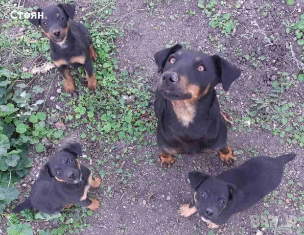 Ягдтериери, снимка 12 - Ягдтериер - 53523678