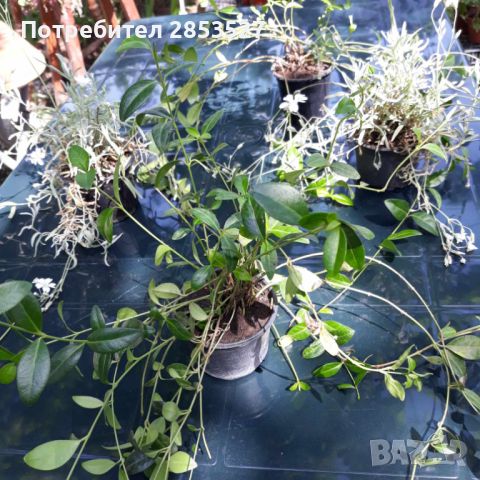 Промо Комплект градински растения, снимка 4 - Градински цветя и растения - 45697275