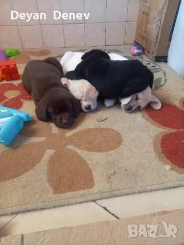 лабрадор реитривър , снимка 11 - Лабрадор ретривър - 52878460