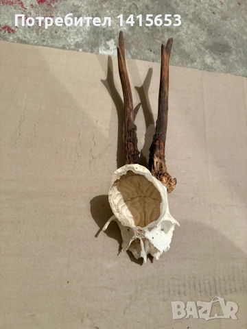 Продавам трофей от сръндак, снимка 4 - Антикварни и старинни предмети - 53357878