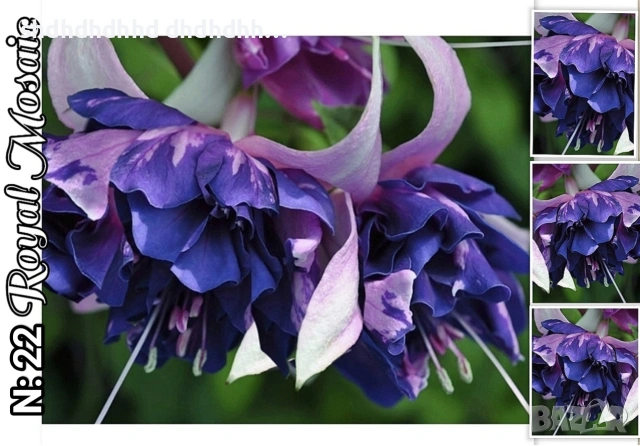 Фуксия студоустойчива градинска и Каскадна едроцветна фуксия , снимка 4 - Градински цветя и растения - 54231805