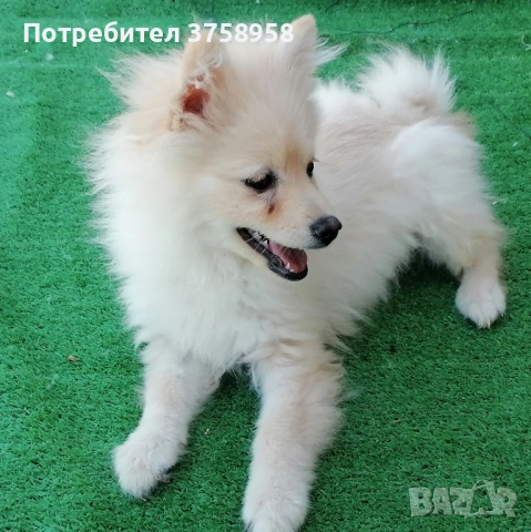 Продавам померански шпицове мъжки на 2.5 месеца обезпаразитени с ваксини, снимка 1