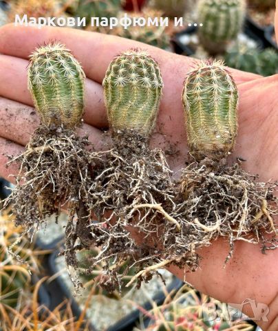 Продавам кактус вид Echinocereus VIRIDIFLORUS, снимка 1 - Градински цветя и растения - 46167631