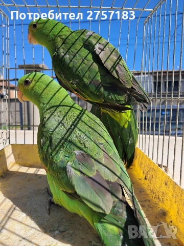 продавам чифт червенокрили папагали 2025 г, снимка 3 - Папагали - 54098224