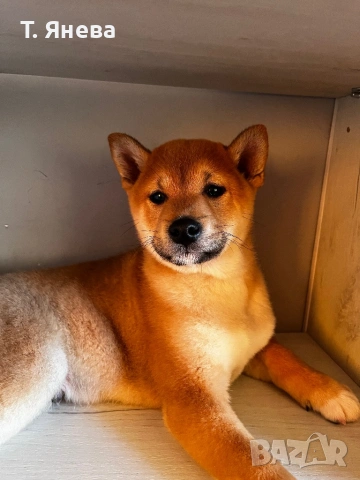 Породисто кученце , снимка 5 - Шиба ину - 53124305