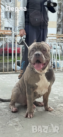 Американско Були ХЛ за разплод, снимка 2 - Други - 48276659