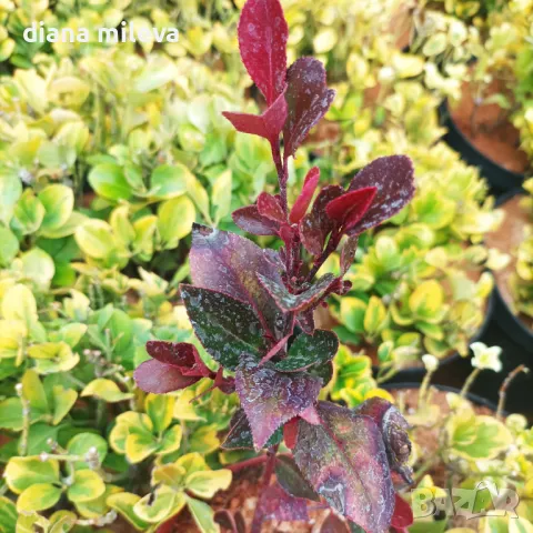  Фотиния Литъл Ред Робин, Photinia fr. Little Red Robin, снимка 12 - Градински цветя и растения - 43806136