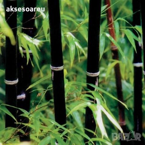 100 бр. бамбукови семена - Phyllostachys nigra - Издръжлив рядък вид вечнозелен черен бамбук, снимка 18 - Сортови семена и луковици - 46470712