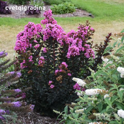 Lagerstroemia Black purely (Лагерстремия Чисто черно), снимка 1 - Градински цветя и растения - 46100235