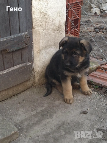 Продавам НОК, снимка 5 - Немска овчарка - 53309940