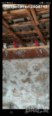 Продавам различни видове папагали , снимка 12 - Папагали - 52892178