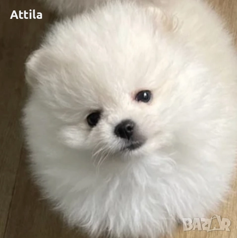 Померан момче и момиче, снимка 4 - Померан - 37814408