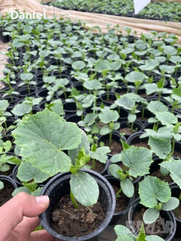 Ранен разсад, снимка 5 - Разсади - 53939802