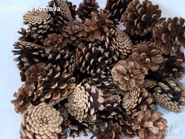 Шишарки от Черен, Бял и Морски бор, и смърч за декорация, снимка 3 - Други услуги - 53606309