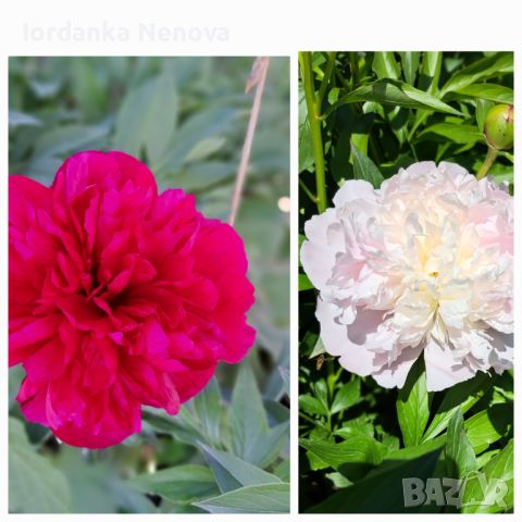 божур, снимка 1 - Градински цветя и растения - 35327336