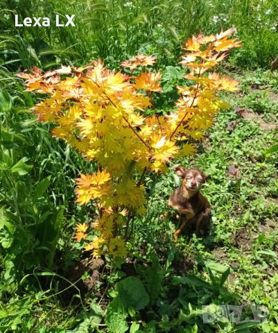 Японски клен,ацер Катсура\Acer palmatum Katsura, снимка 5 - Градински цветя и растения - 45846242