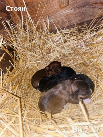 Продавам мини пинчери 