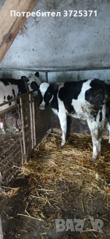 Продавам 6 бр телета , снимка 12 - Крави - 53295775