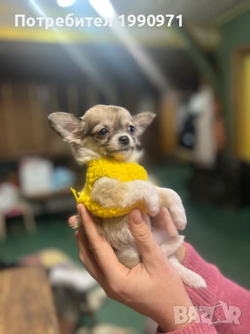 Момченче мини чихуахуа - дългокосместо