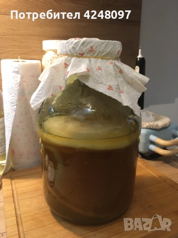 Гъба(СКОБИ) за напитка комбуча