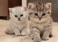 Scottish fold/Шотладска клепоуха синеоки, снимка 2