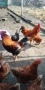 Продавам млади петли, снимка 3