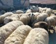 Продавам дойни овце 36 бр. , снимка 1