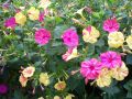 МИРАБИЛИС, снимка 1 - Градински цветя и растения - 45493938