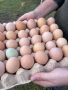 Яйца от селски кокошки, снимка 3