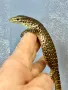 Варан Аргус, Varanus Panoptes , снимка 3