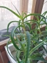 Лечебно Алое Вера и Дървовидно алое, снимка 13