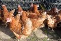 Кокошки Носачки Ломан Браун, снимка 1 - Кокошки и пуйки - 45280969