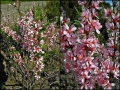Бадем (Prunus dulcis)-150-160см., снимка 4