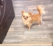 Момче Чихуахуа , снимка 1