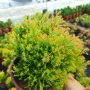 Западна туя Рейнголд (Thuja occidentalis Rheingold), студоустойчива, снимка 2