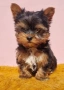 Йоркширски Териер Мини , снимка 2