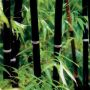 100 бр. бамбукови семена - Phyllostachys nigra - Издръжлив рядък вид вечнозелен черен бамбук, снимка 18