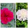 божур, снимка 1 - Градински цветя и растения - 35327336