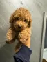 Пудел той/Poodle Toy, снимка 1