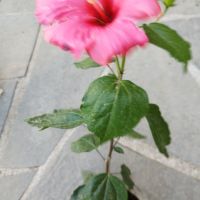китайска роза , снимка 1 - Стайни растения - 45397670
