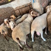 Продавам кочове за курбан  , снимка 1 - Овце - 45710391