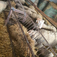 Продавам овце, снимка 8 - За селскостопански - 44937151