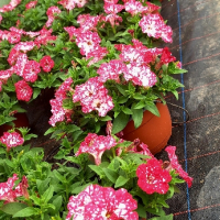 Кошница Петуния , снимка 5 - Градински цветя и растения - 44977754