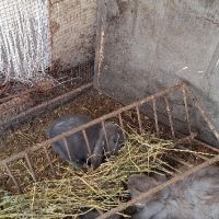 Продавам зайци   порода френски кочовати в село кошмар тервелско  , снимка 5 - Други - 41341211