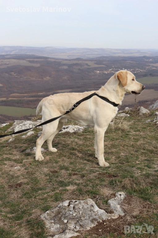 Продавам мъжки Лабрадор, снимка 1