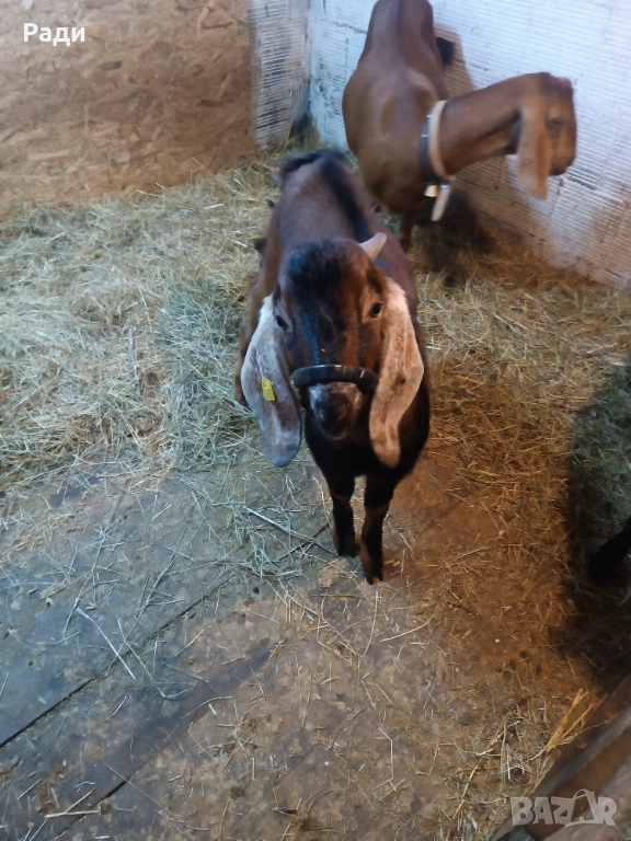 Продавам хубаво пръчле и млада коза., снимка 1