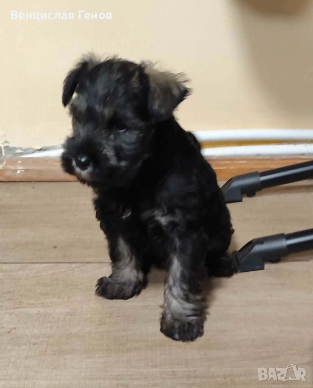 Цверг шнауцер, цвергшнауцер мини шнауцер, снимка 1