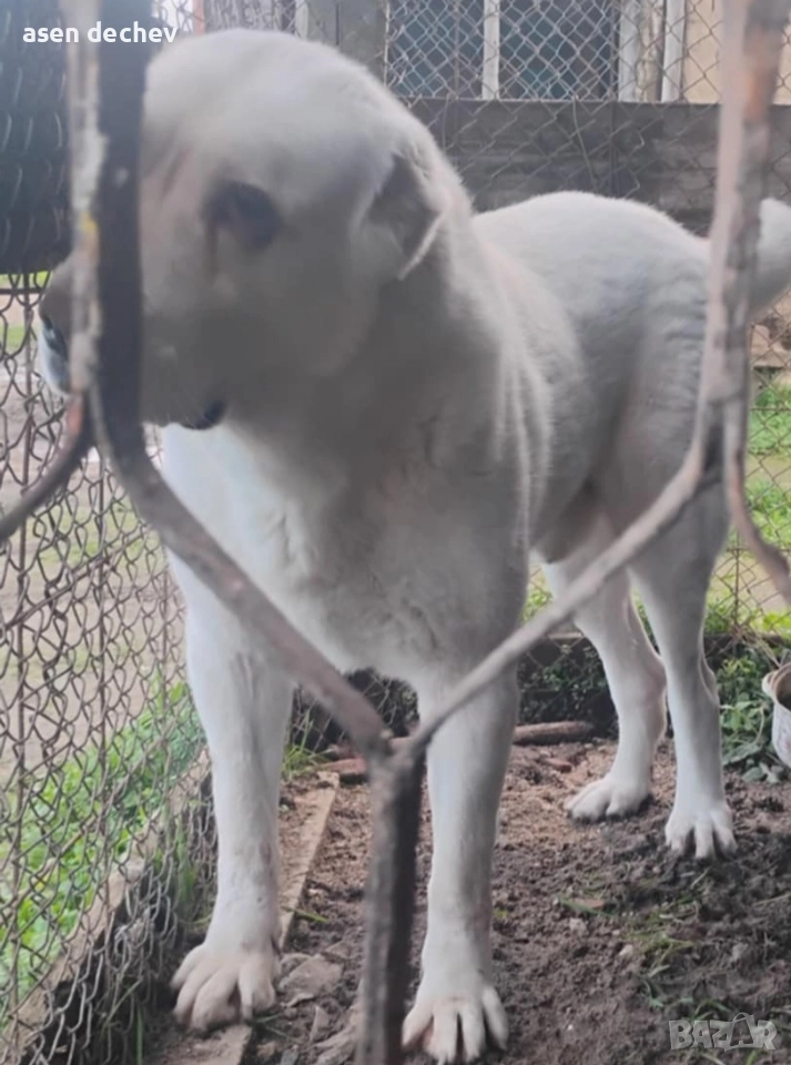 продавам мъжко алабай , снимка 1